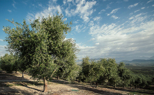 Olivar en Baeza