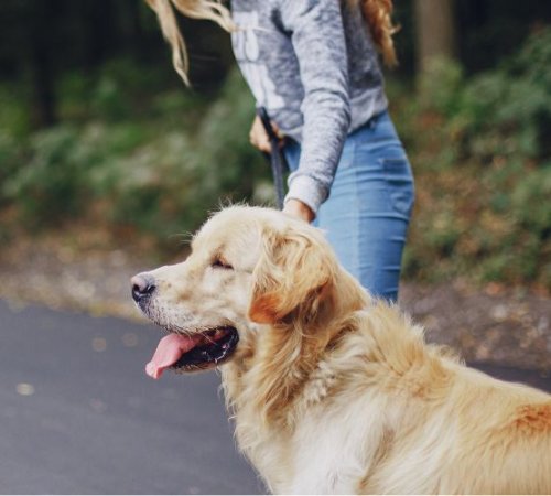 Espacios dog friendly en la provincia de Jaén