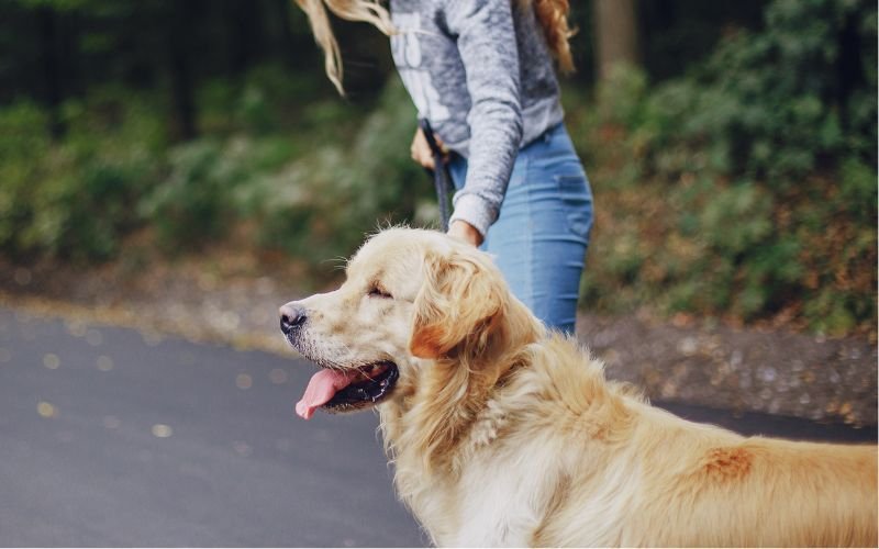 Espacios dog friendly en la provincia de Jaén