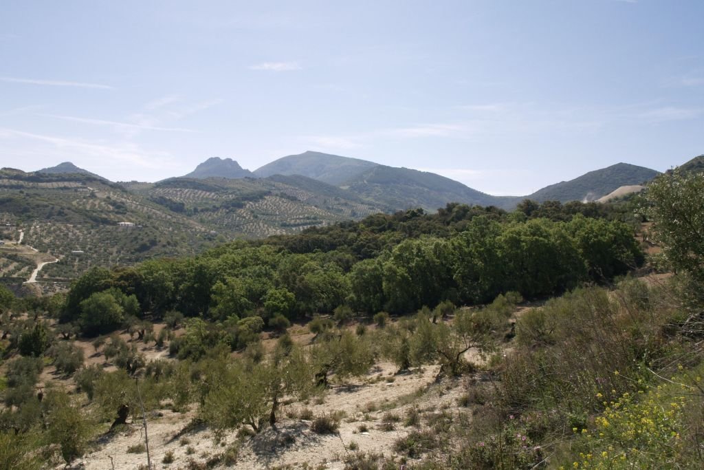 Bosque de la Bañizuela