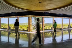 Olive Mill ENGLISH Tour & Tasting